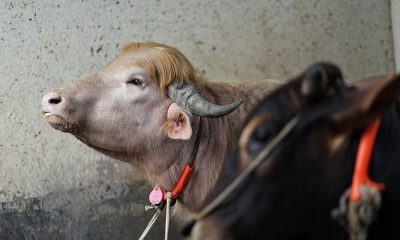 Buffalo spared death for looking like Donald Trump