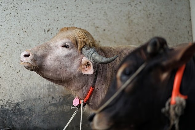 Buffalo spared death for looking like Donald Trump
