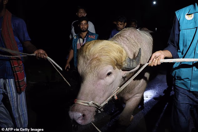 Buffalo in Bangladesh looks like Donals Trump